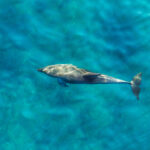 stand up paddle with dolphins