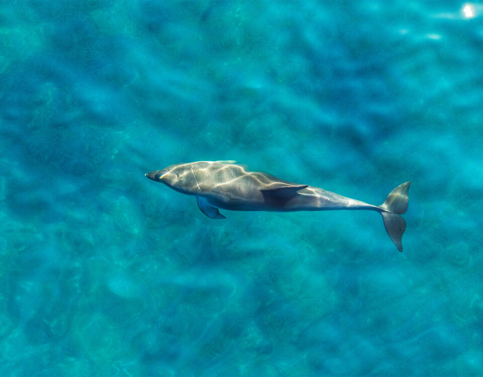 stand up paddle with dolphins