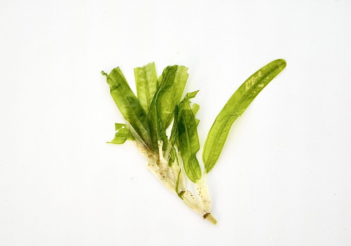 Close-up of Halophila stipulacea leaf showing opposite leaves and distinct central vein