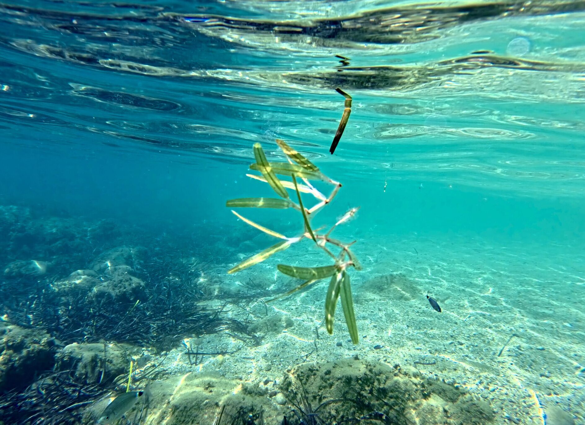 Close-up of Halophila stipulacea spreading across the seabed among remnants of Posidonia oceanica.