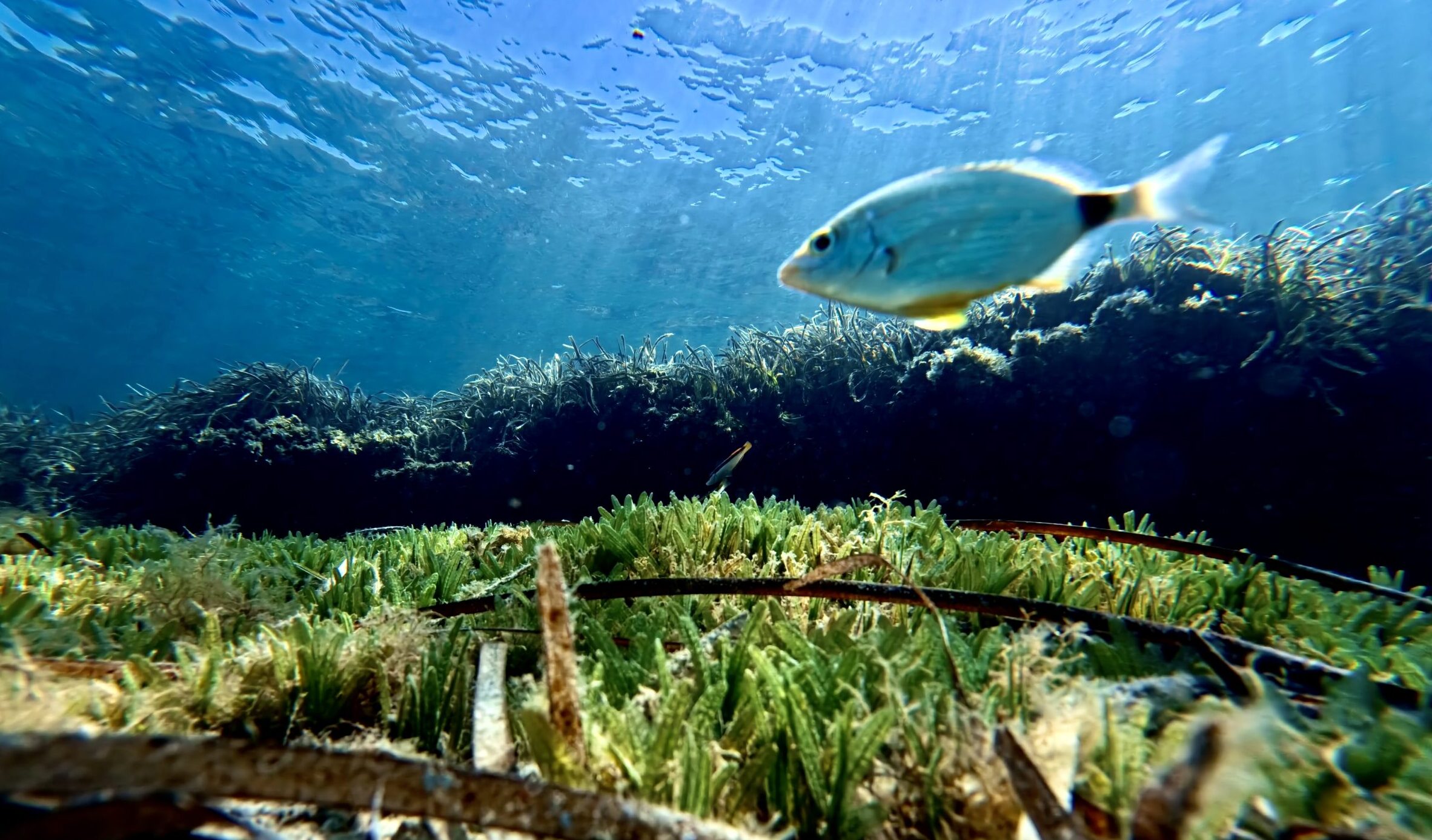Mediterranean seafloor with Halophila stipulacea spreading among the remains of a Posidonia meadow