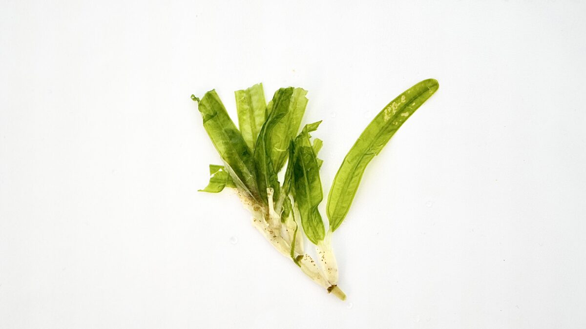 Dettaglio di foglia di Halophila stipulacea,con foglie opposte e nervatura centrale ben visibili