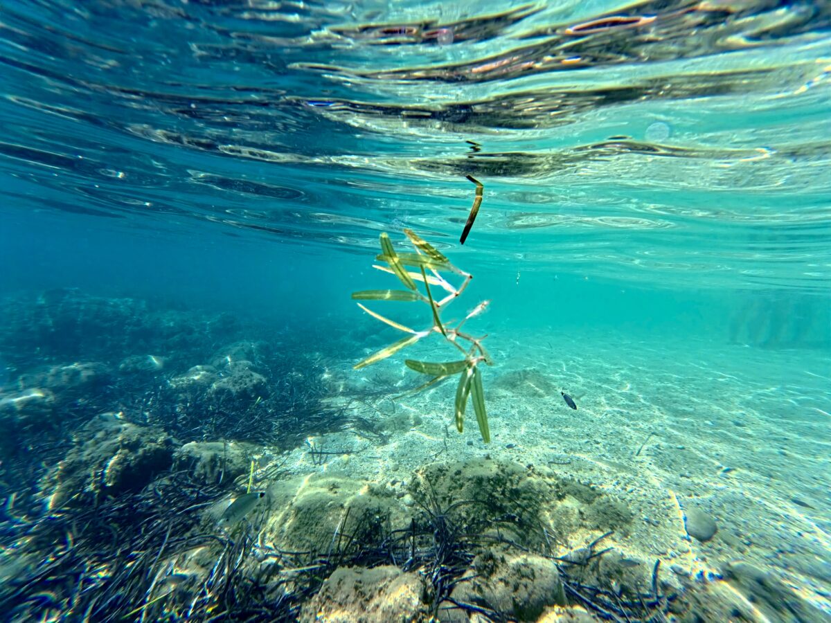 Primo piano di Halophila stipulacea sul fondale marino, mentre si espande tra la sabbia e i resti di Posidonia oceanica