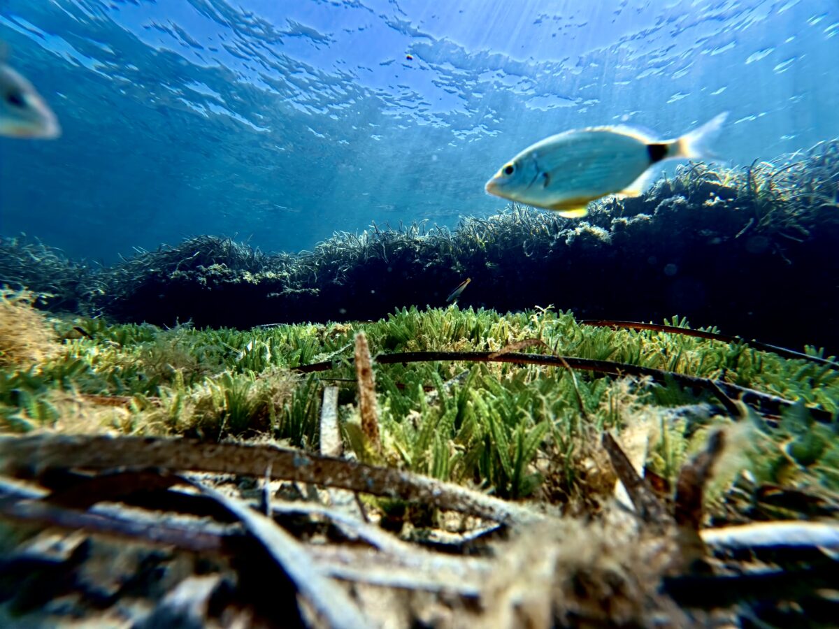 Fondale mediterraneo con Halophila stipulacea che si espande tra i resti di una prateria di Posidonia